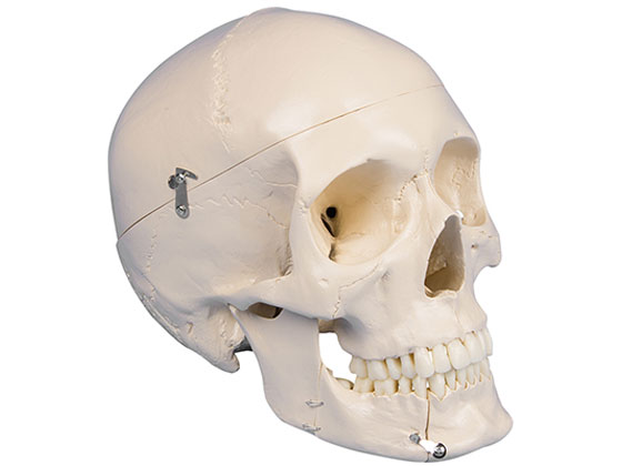 Erler-Zimmer 頭蓋骨モデル 歯科用 4513 通販【フォレストウェイ】