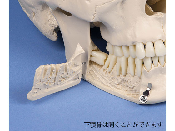 Erler-Zimmer 頭蓋骨モデル 歯科用 4513 通販【フォレストウェイ】