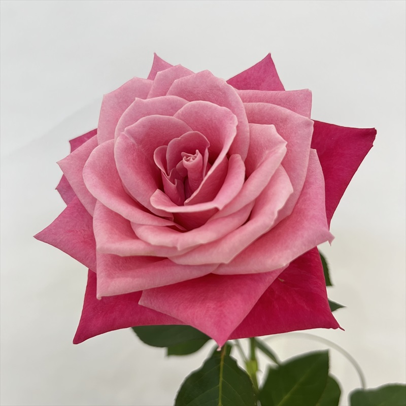 神奈川県のバラ | Flower Auction Japan | フラワーオークション