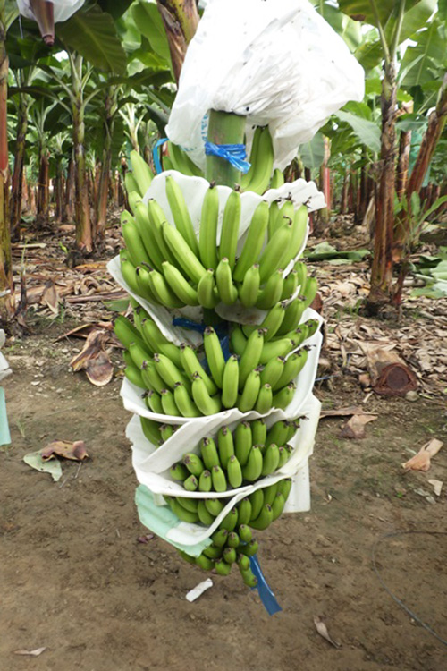 濃味 特別熟成バナナ（高糖度仕上げ） | 株式会社ファーマインド