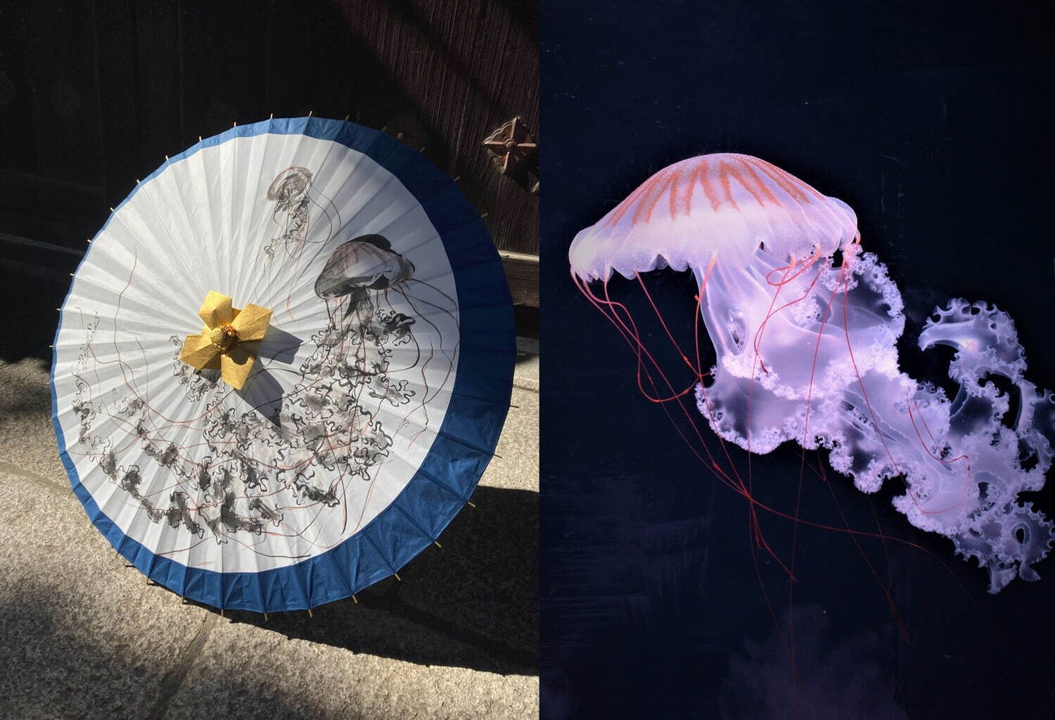 ガラスの「クラゲ風鈴」揺らめく夏イベントが京都水族館で、京和傘の