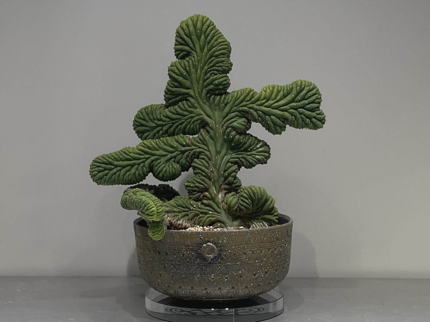 多肉植物の専門店「鶴仙園」が表参道ヒルズに限定出店、大小様々な300