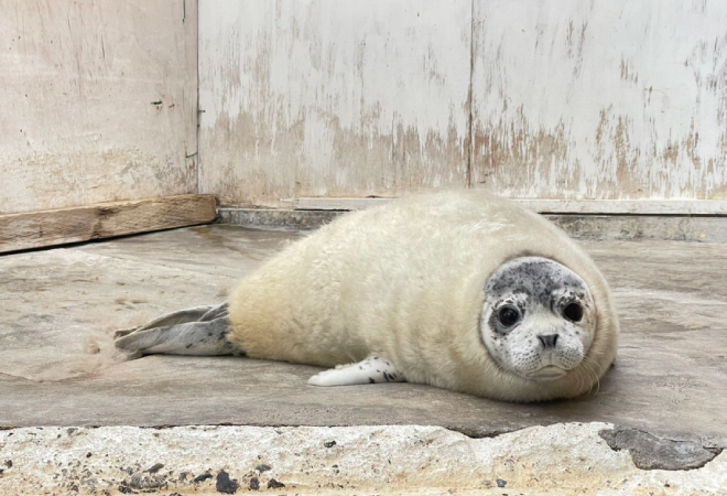 アザラシのもちもちちゃん 換毛期エビフライクッション│YOU+MORE