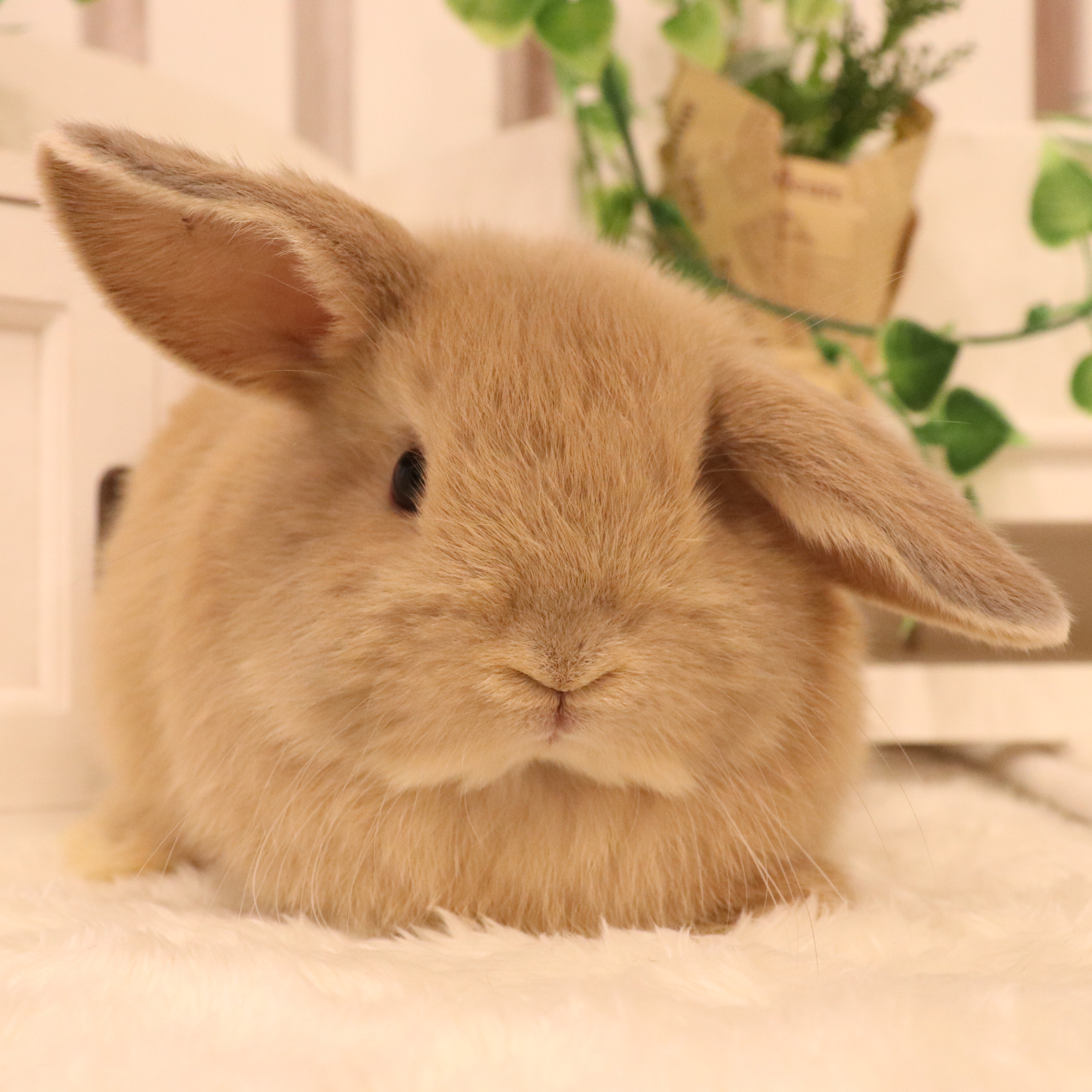 ホーランドロップ リンクス（8X3) - さいたま市北浦和のうさぎ