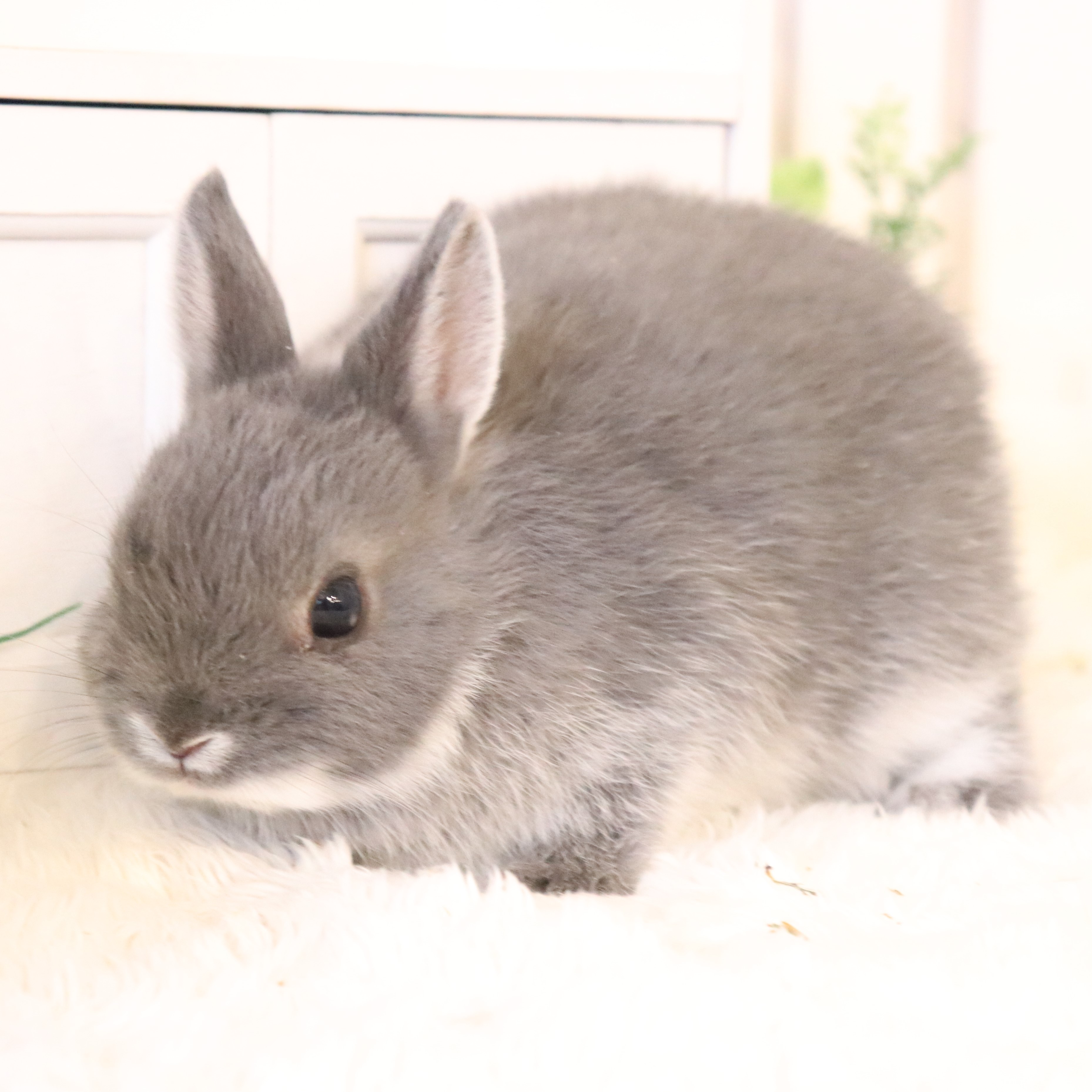 ネザーランドドワーフ ブルーシルバーマーチン（FR) - さいたま市北浦