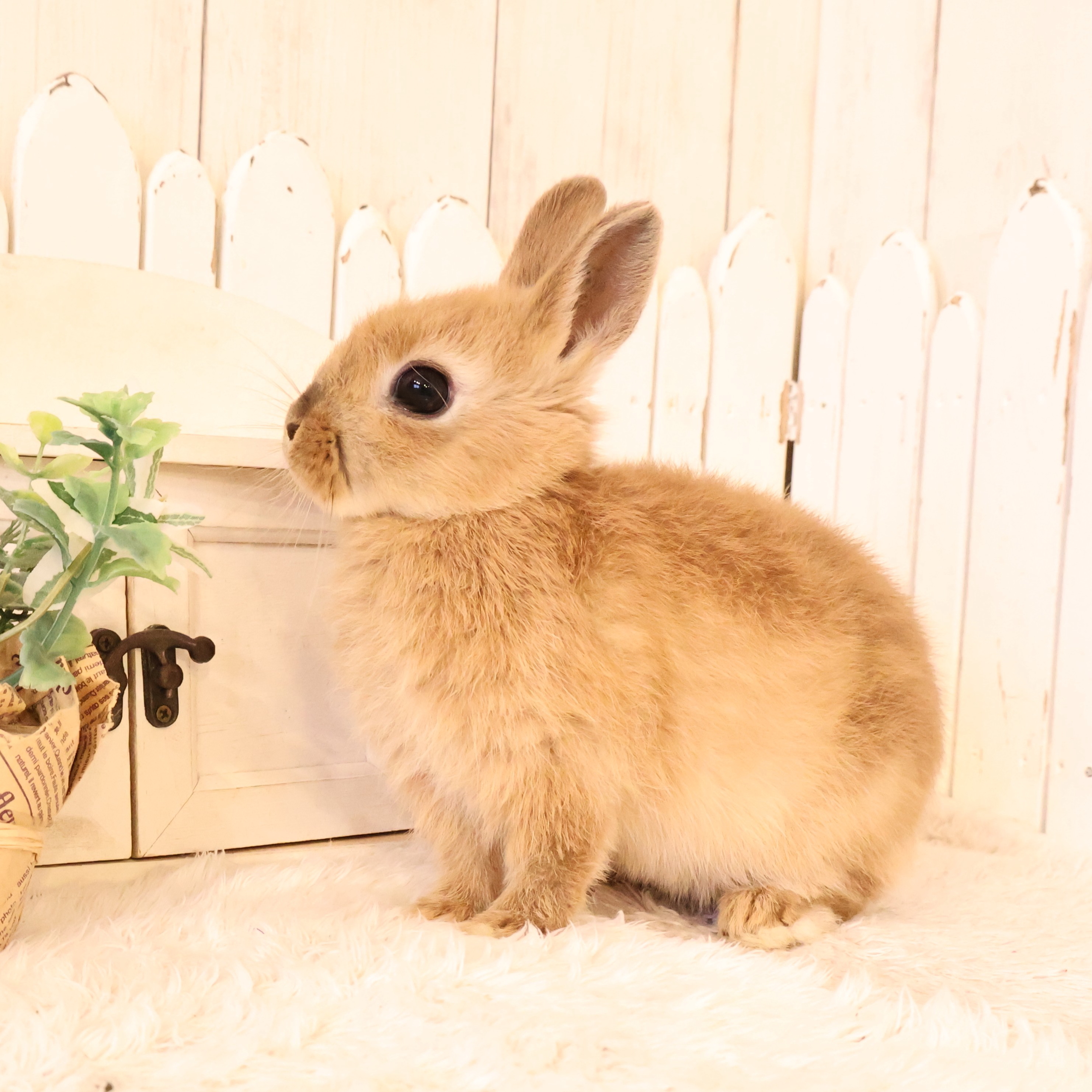 ネザーランドドワーフ オレンジ（7K) - さいたま市北浦和のうさぎ