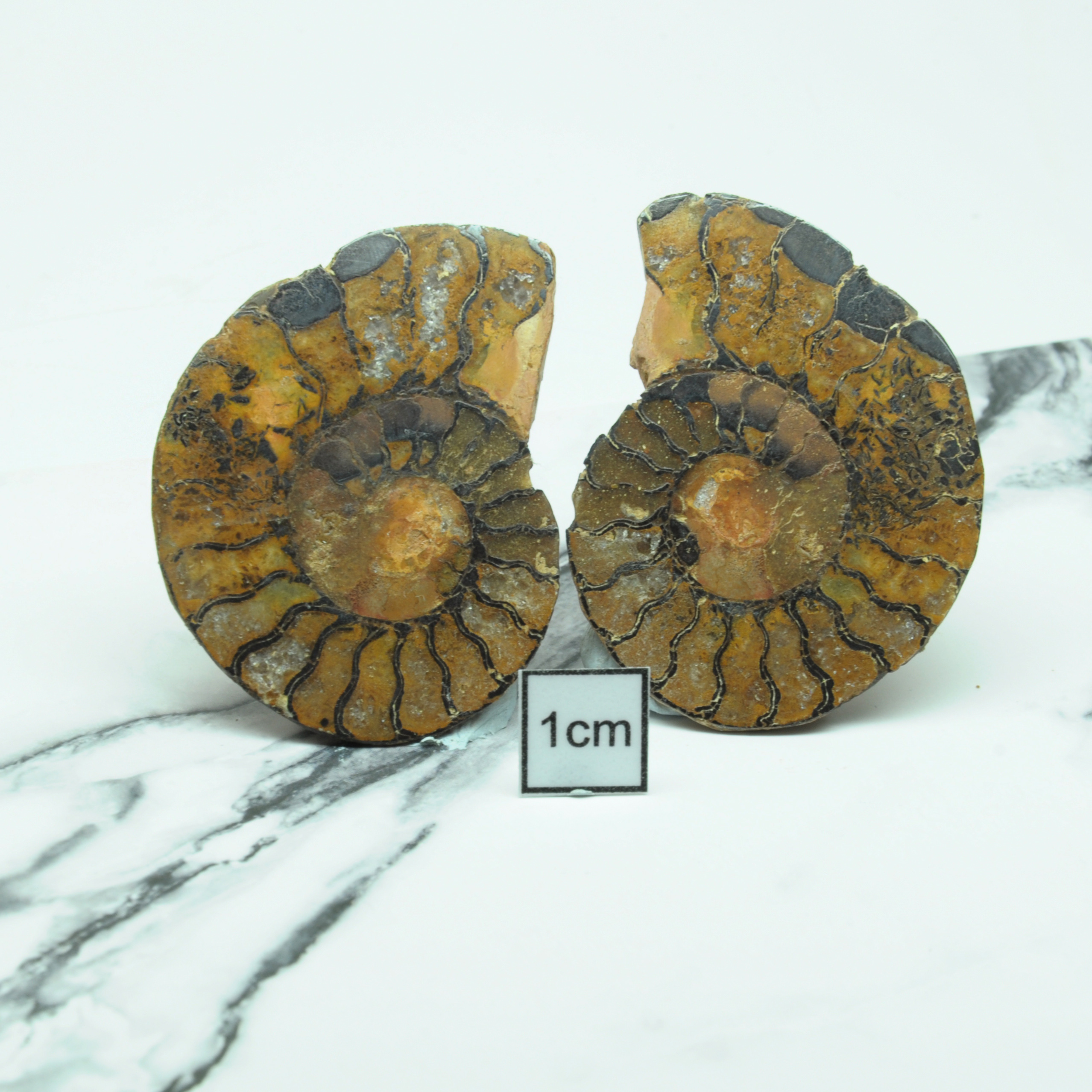 菊石化石(Ammonoidea)