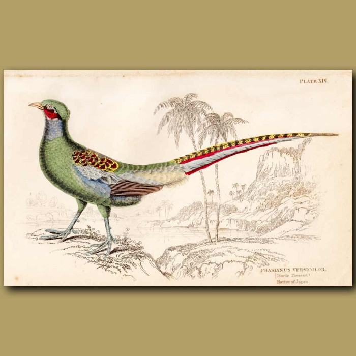 Green Pheasant. Genuine antique print for sale.