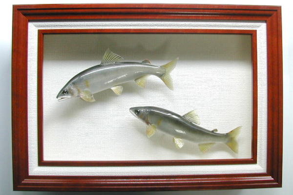 鮎剥製【魚類剥製工房フィッシュクラフトマツモト】