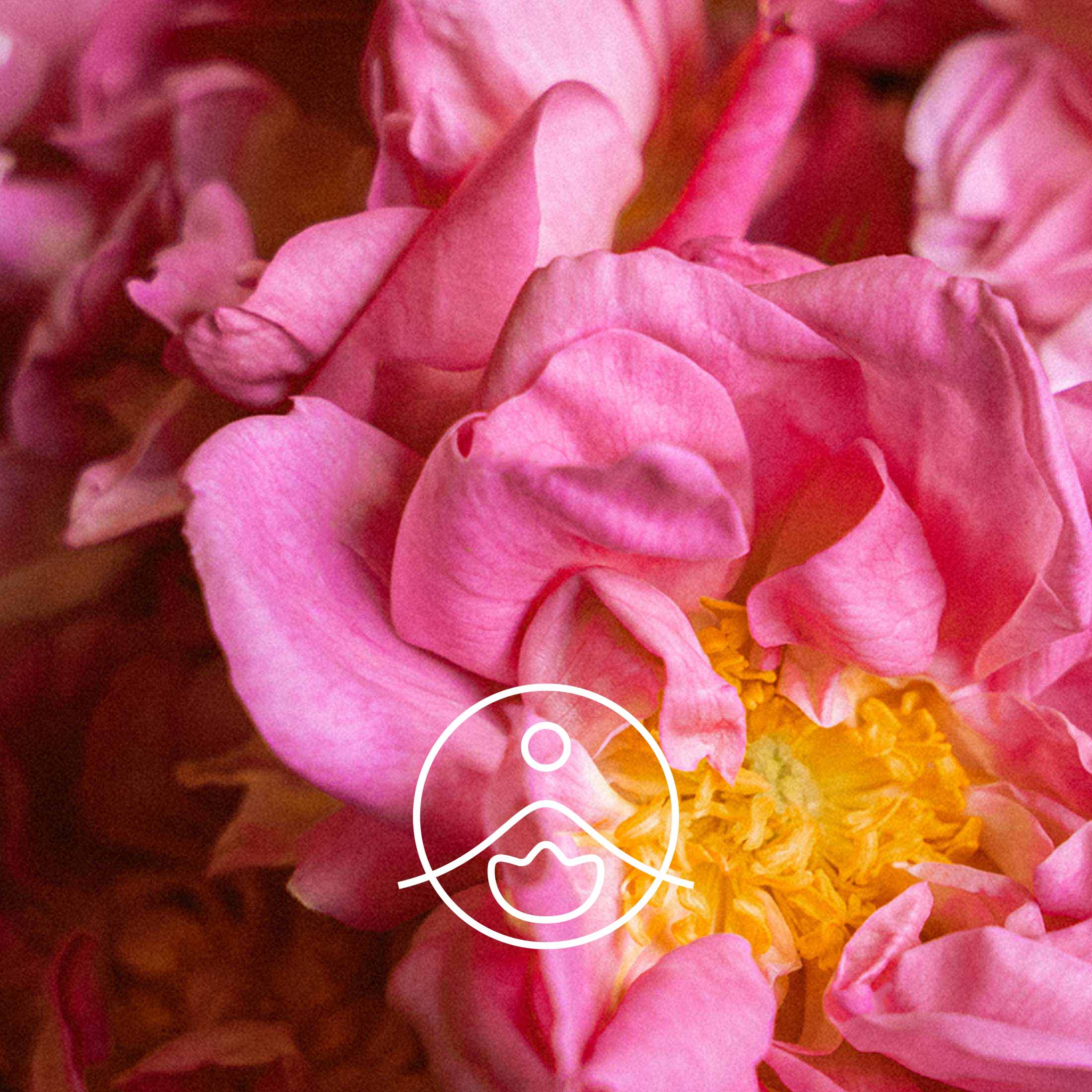 フロリハナ公式】ローズウォーター ローズセンティフォリア