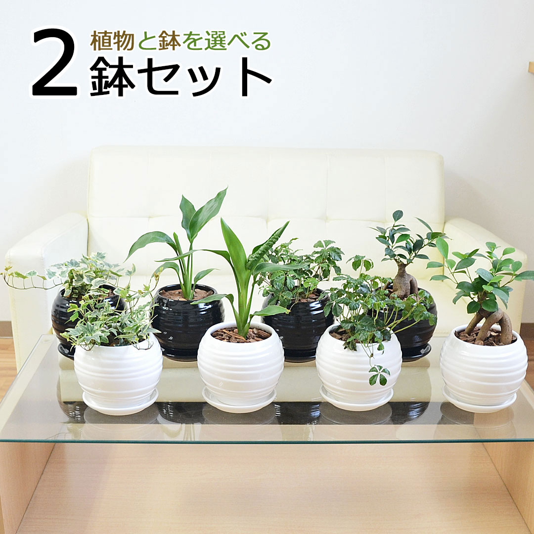 観葉植物の販売・ギフトならフラワーコーポレーション / 観葉植物 種類