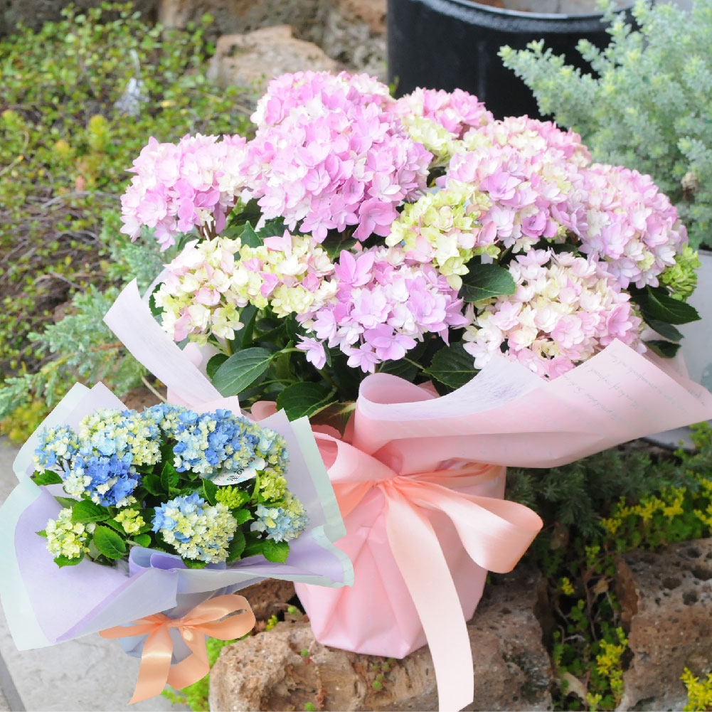 母の日に贈る花 アジサイ(紫陽花)の鉢植え | エーデルワイス【花の