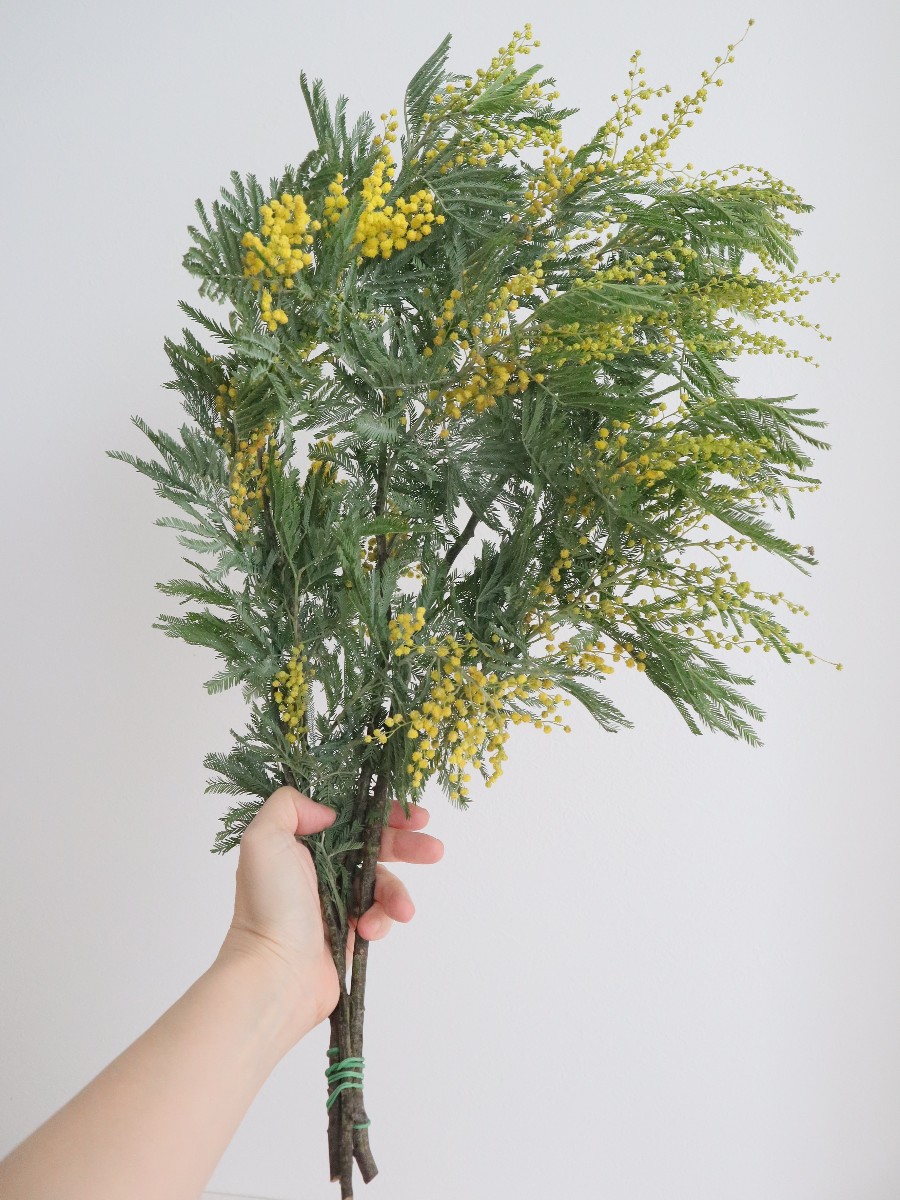 2025.1.7 輸入ミモザ ミランドール｜Fla-co（フラコ） - フラワー