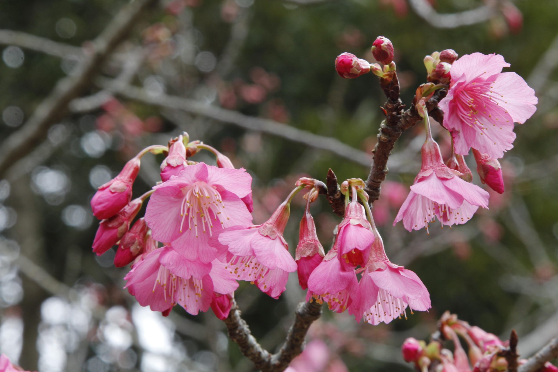 カンヒザクラ | フラワーパークかごしま