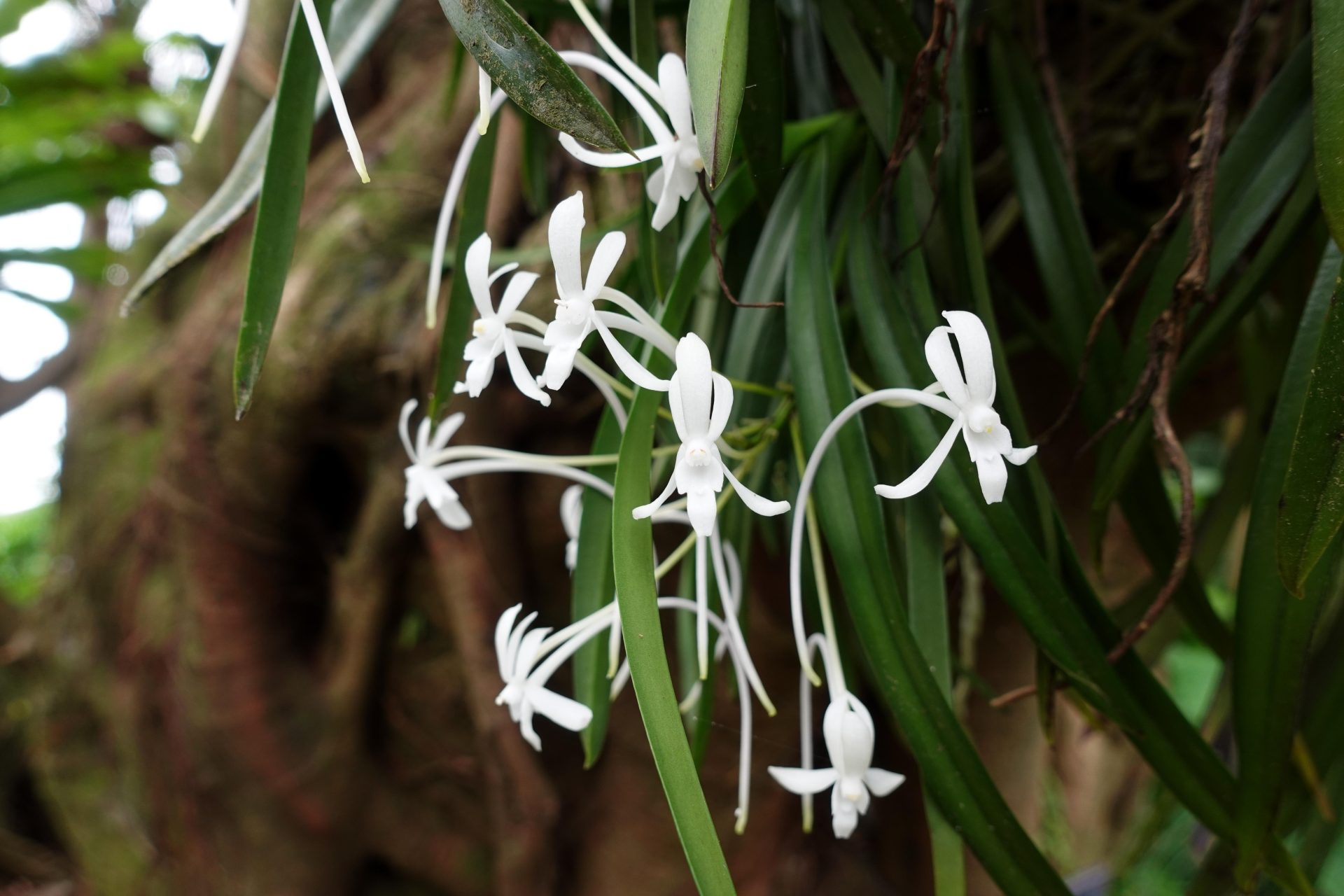 フウラン | フラワーパークかごしま
