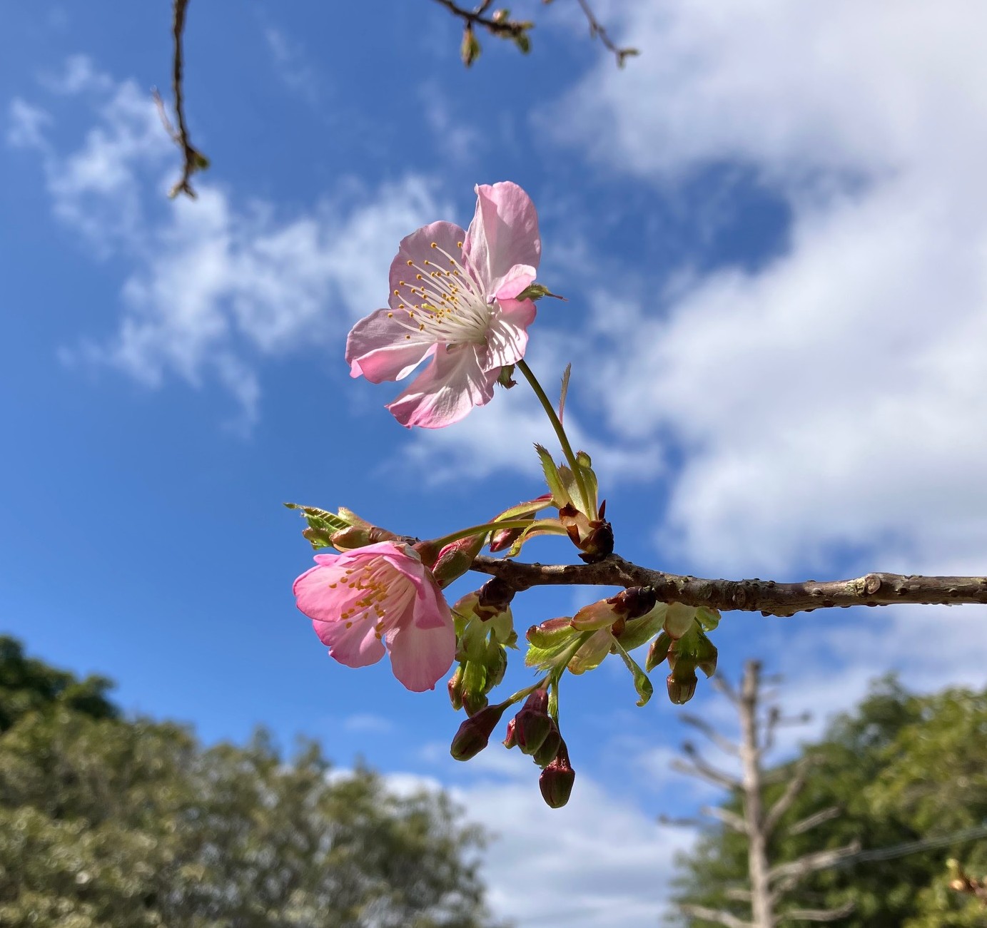 イズノオドリコ」開花状況のお知らせ | フラワーパークかごしま