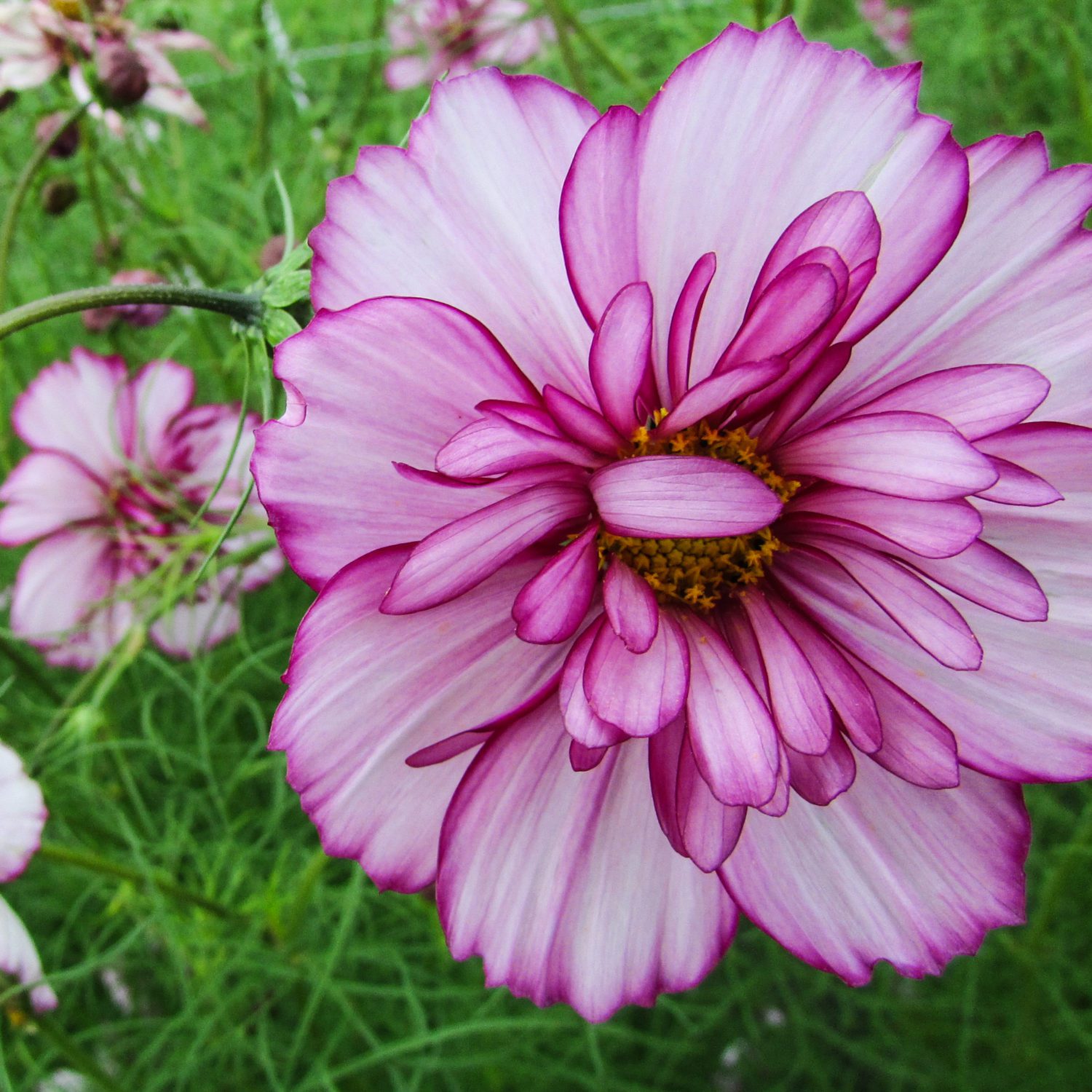 Double Take Cosmos - Fruition Seeds