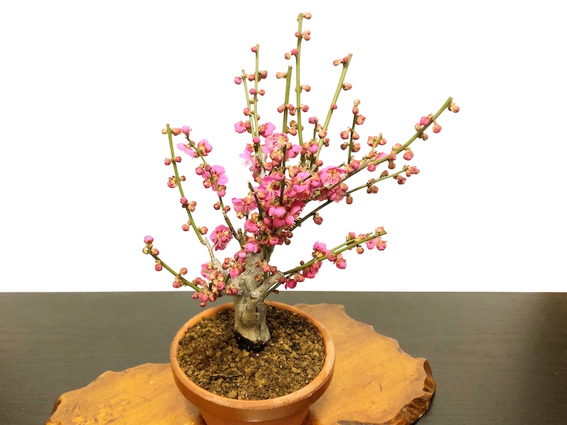 格安盆栽素材/生産品紹介/花梅 大盃 貴風盆栽素材 販売/通販のFROM JAPAN