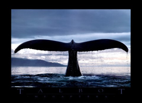 Megaptera-Image Only Artwork by Bob Talbot at FramedArt.com