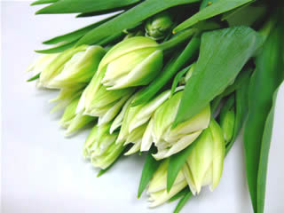 チューリップ｜フラワーカタログ｜フレネットHIBIYA