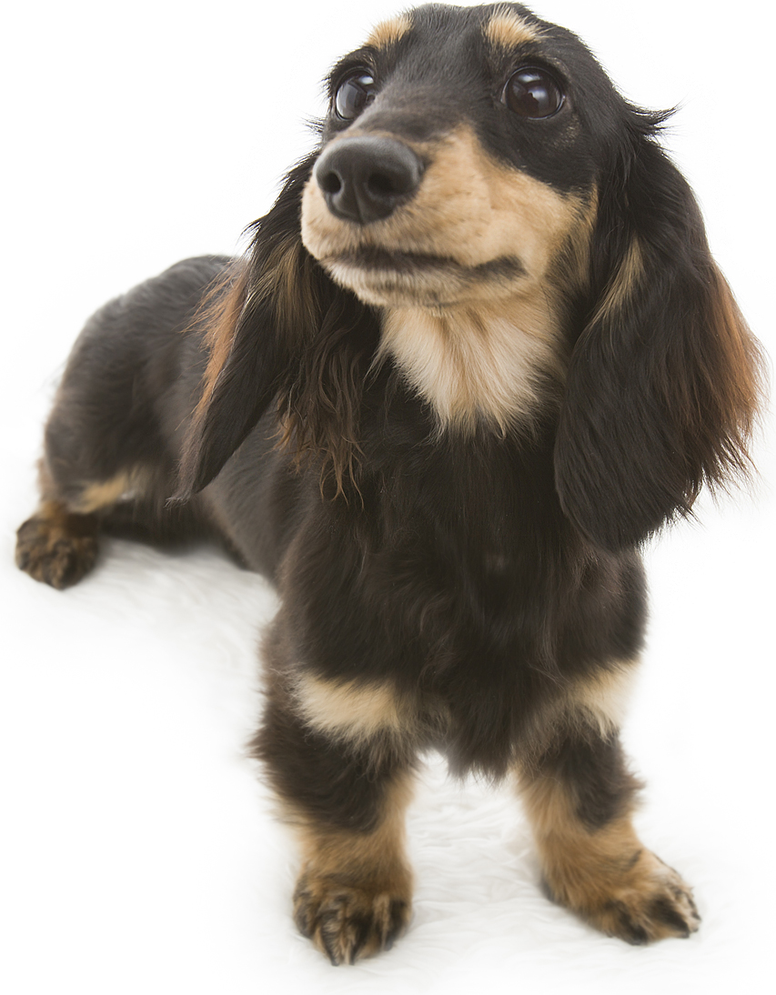 しずる JKCチャンピオン直娘 カニンヘンダックス 3.0kg 女の子