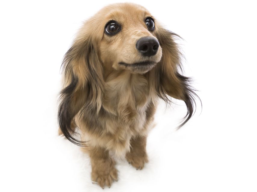 レディッシュイエロー（シェーデットクリーム） ダックスフンド 子犬