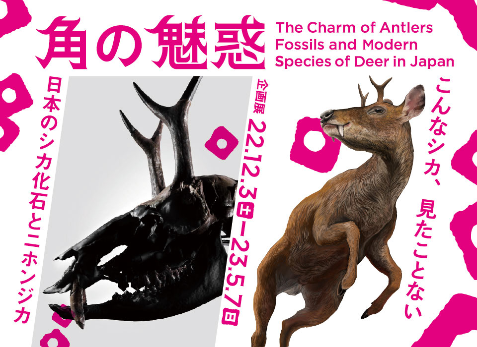 企画展「角の魅惑−日本のシカ化石とニホンジカ−」特設ページ