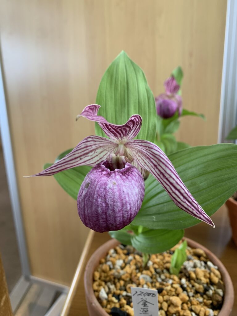 釜無ホテイアツモリソウと山野草展開催 | 富士見パノラマリゾート 長野