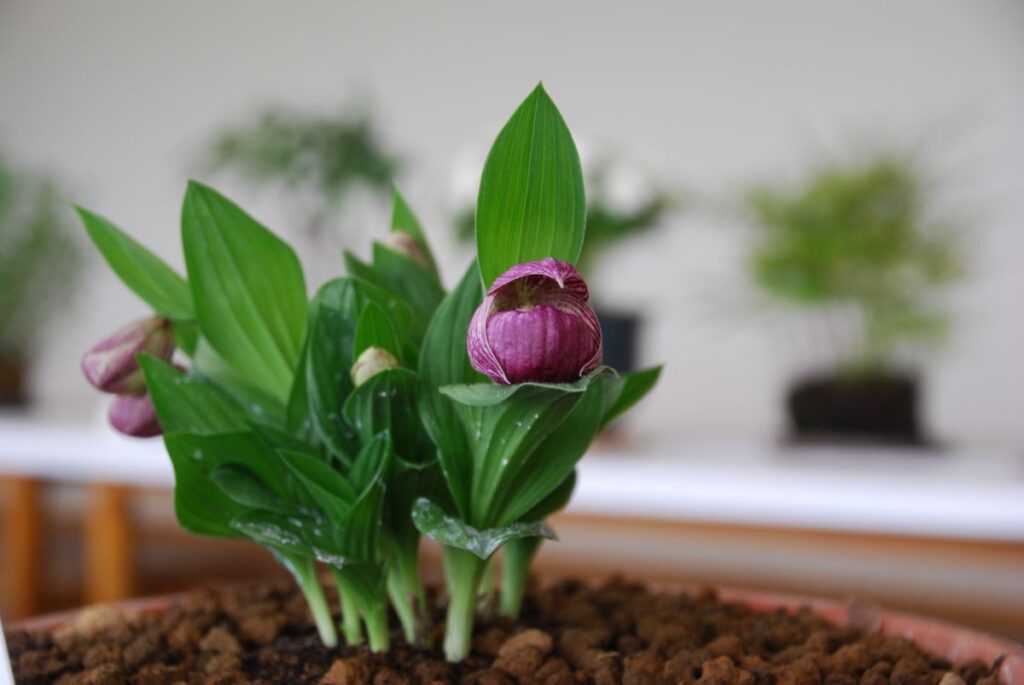 釜無ホテイアツモリソウと山野草展開催 | 富士見パノラマリゾート 長野