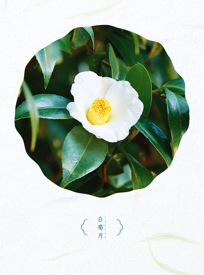 2022年『椿』カレンダー紹介｜富士精版印刷株式会社｜大阪・東京・兵庫