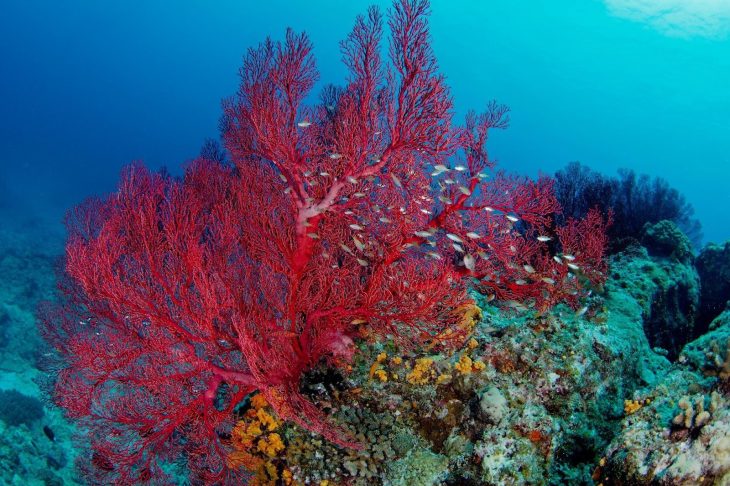珊瑚とは？ピンク珊瑚や赤珊瑚・白珊瑚など種類別の特徴と価値や原木