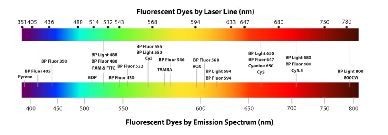 豊富なラインナップ！汎用性の高い蛍光色素標識試薬 | BP Fluor
