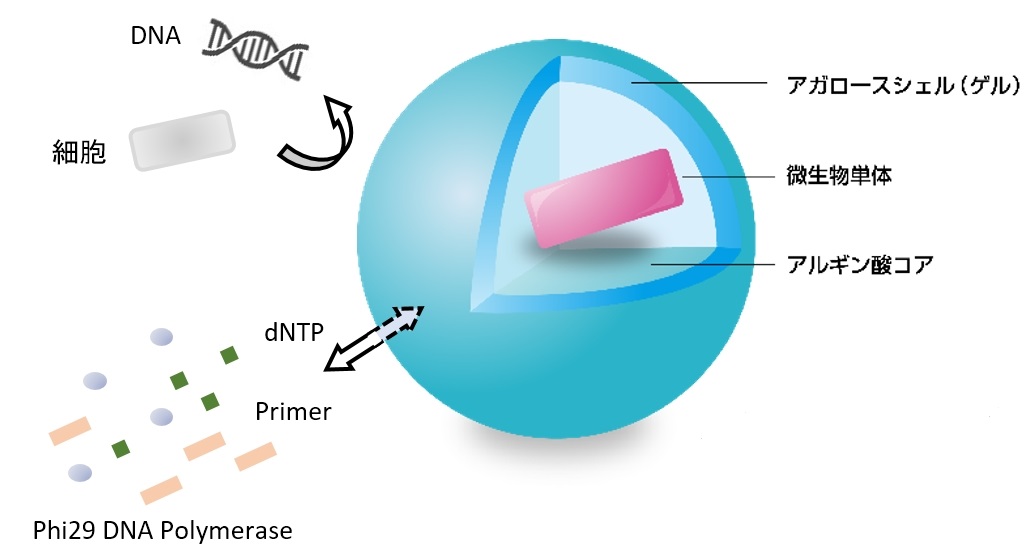 微生物1細胞のゲノム解析に革命を！ | 微生物用AGM™（アガロースゲル