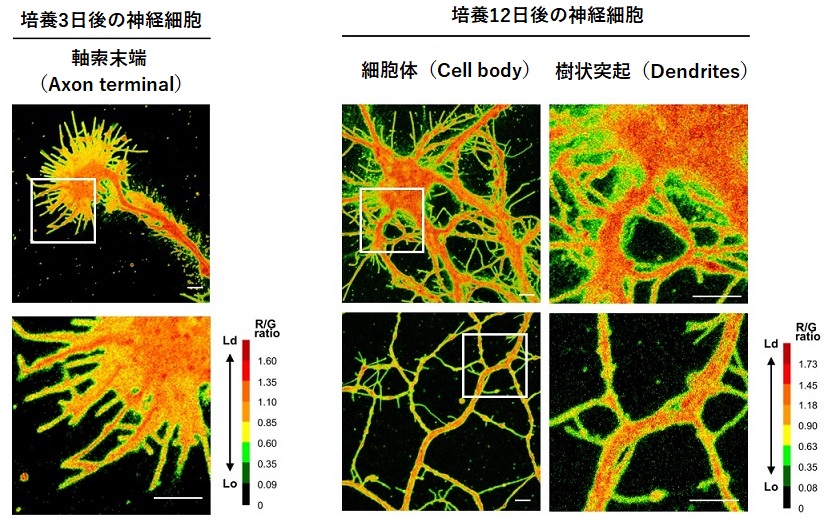 生細胞の膜相状態を定量的に観察できる蛍光イメージング試薬