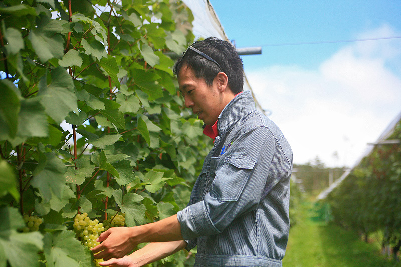 震災ボランティアがきっかけで岩手が大好きに。花巻のぶどうづくりを