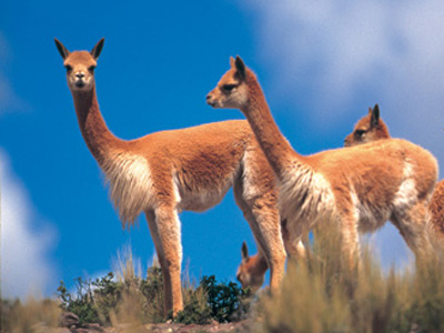 ロマンス小杉 ビキューナ毛布 インテリア | G-Callショッピング