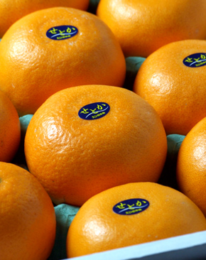 大人気！柑橘の女王 愛媛産 | G-Callショッピング