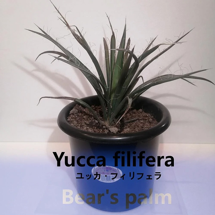ユッカフィリフェラ Yucca filifera ｜ G-Call ふるさと納税