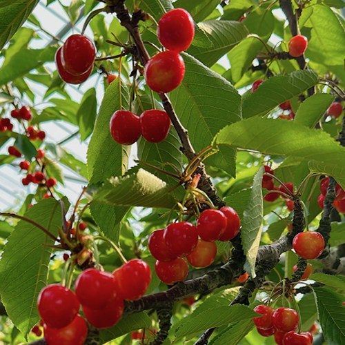 大阪市中央市場 万果 北海道増毛町産 さくらんぼ（佐藤錦／紅秀峰
