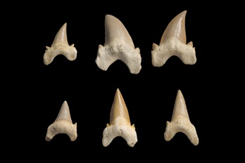 オトードゥス・オブリクス（歯）