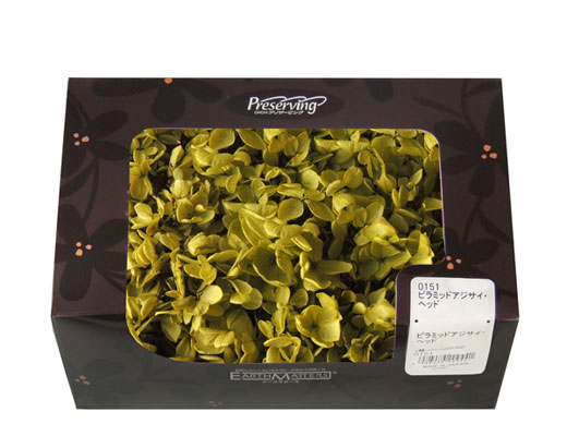 大地農園・ピラミッドアジサイ・ブルーパープル | プリザーブド