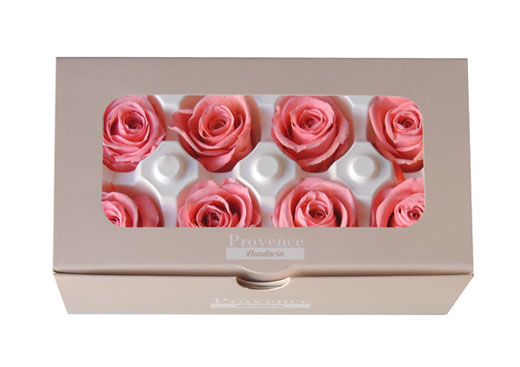 Knext・ミシェル・サクラピンク8輪・アウトレット | プリザーブド