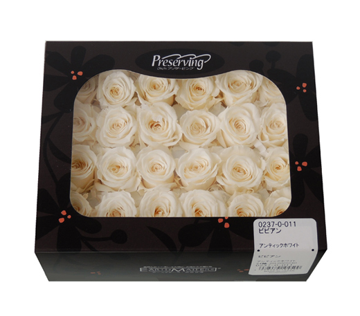 アウトレット・大地農園・ローズ24輪【ビビアン】 | プリザーブド