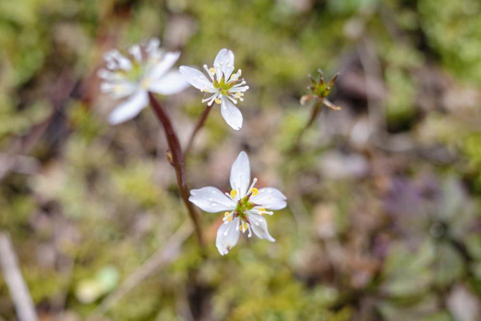 【希少】フランクリンポーセレン 花瓶 牧場の鳥 証明書付 希少】フランクリンポーセレン 花瓶 牧場の鳥 証明書付 - メルカリ