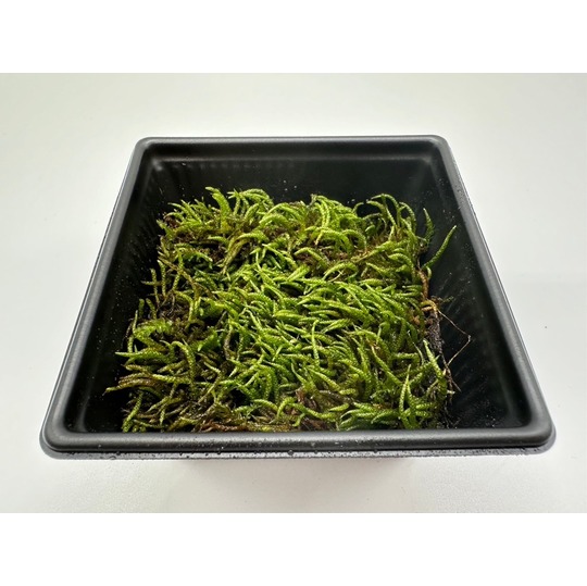 商品一覧｜高品質の苔販売専門店 苔日光