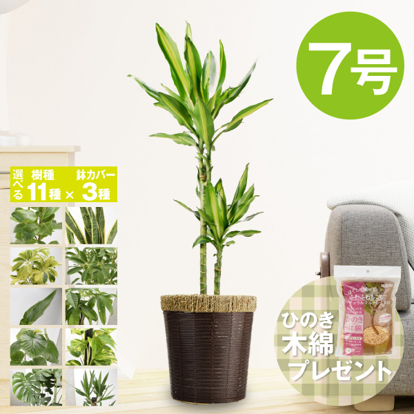 国華園オンラインショップ / 観葉植物 7号鉢 選べる 種類 鉢カバー
