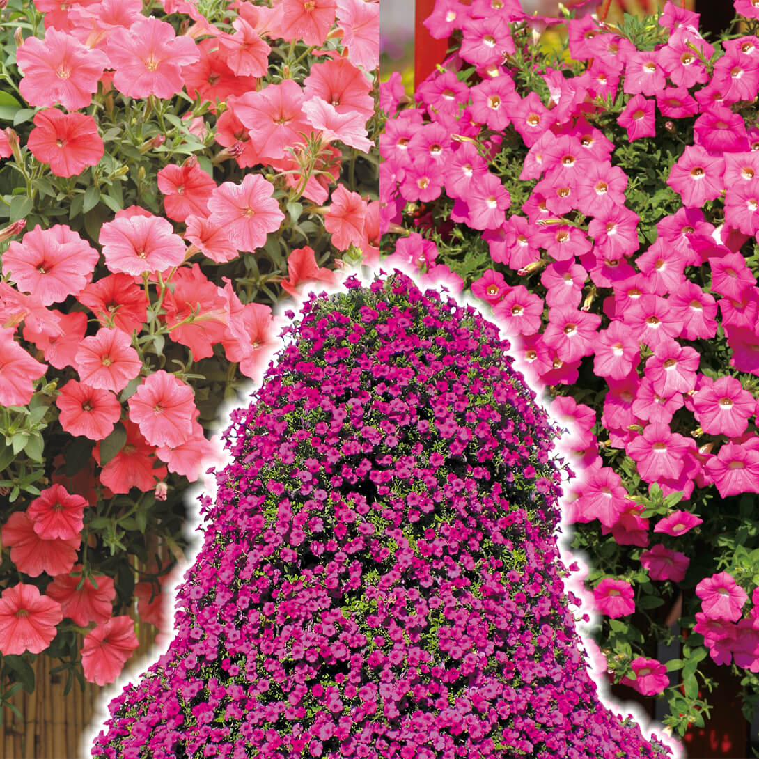 国華園オンラインショップ / 花苗 ペチュニア 巨大ペチュニアセット 2種8株