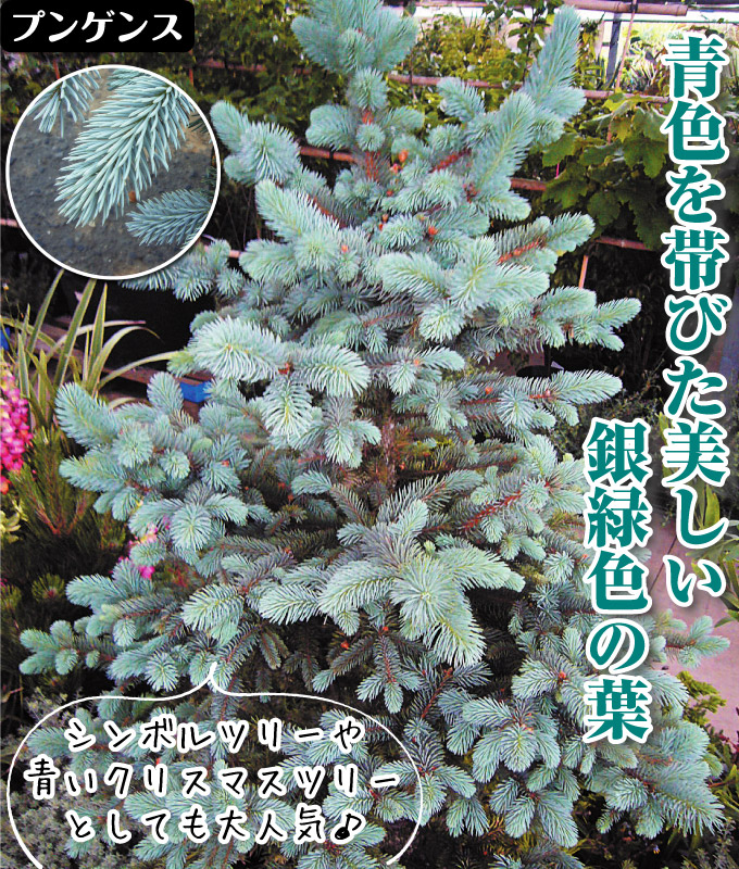 国華園オンラインショップ / 花木苗 ピセアプンゲンスホプシー 1株