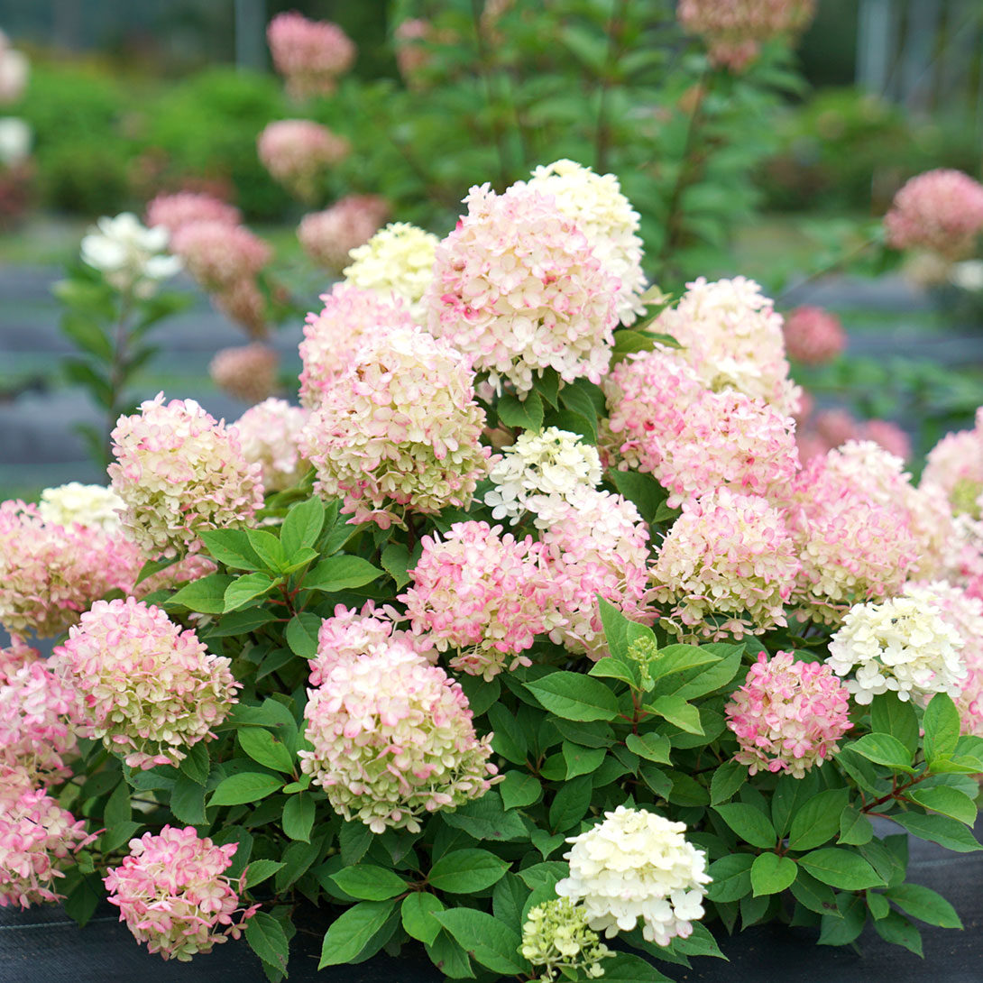 国華園オンラインショップ / 花木苗 ノリウツギ ミニファイヤーライト