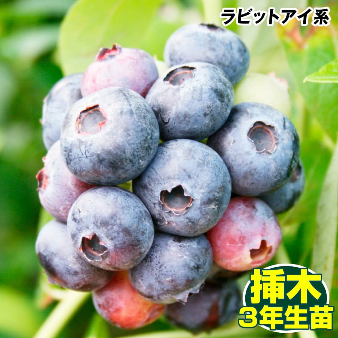 国華園オンラインショップ / 果樹苗 ラビットアイ系ブルーベリー